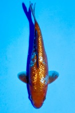 TATEGOI GINRIN OCHIBA-SHIGURE