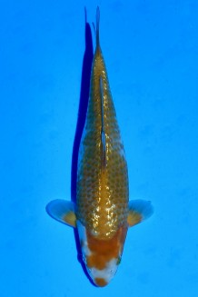 TATEGOI GINRIN OCHIBA SHIGURE WEIBLICH Koi kaufen im Koishop