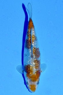 TATEGOI GINRIN OCHIBA SHIGURE WEIBLICH Koi kaufen im Koishop