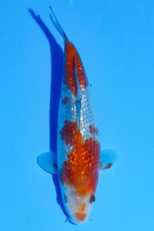 TATEGOI GINRIN OCHIBA SHIGURE WEIBLICH Koi kaufen im Koishop