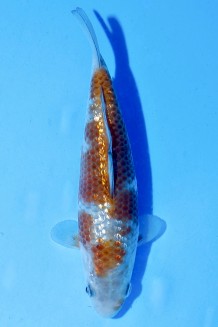 TATEGOI GINRIN OCHIBA SHIGURE WEIBLICH Koi kaufen im Koishop