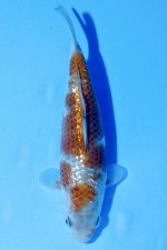 TATEGOI GINRIN OCHIBA SHIGURE WEIBLICH