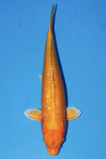 TATEGOI GINRIN ORENJI Koi kaufen im Koishop