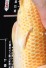 TATEGOI GINRIN ORENJI OGON +40CM