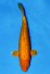 TATEGOI GINRIN ORENJI OGON WEIBLICH +44CM