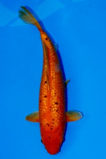 TATEGOI GINRIN ORENJI WEIBLICH Koi kaufen im Koishop