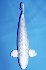 TATEGOI GINRIN PLATINUM +40CM