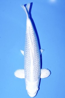 TATEGOI GINRIN PLATINUM Koi kaufen im Koishop
