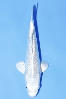 TATEGOI GINRIN PLATINUM Koi kaufen im Koishop