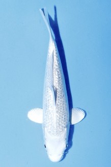 TATEGOI GINRIN PLATINUM Koi kaufen im Koishop