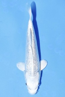 TATEGOI GINRIN PLATINUM Koi kaufen im Koishop