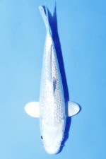 TATEGOI GINRIN PLATINUM