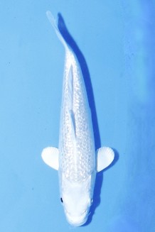 TATEGOI GINRIN PLATINUM Koi kaufen im Koishop