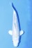 TATEGOI GINRIN PLATINUM
