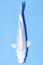 TATEGOI GINRIN PLATINUM