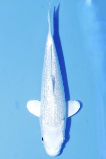 TATEGOI GINRIN PLATINUM Koi kaufen im Koishop