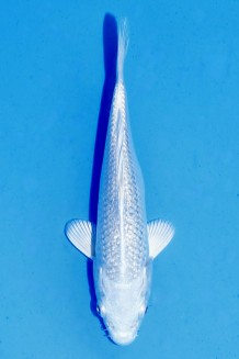 TATEGOI GINRIN PLATINUM Koi kaufen im Koishop