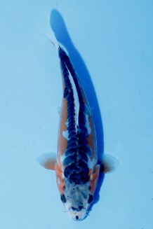 TATEGOI GINRIN PLATINUM Koi kaufen im Koishop