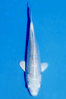 TATEGOI GINRIN PLATINUM Koi kaufen im Koishop