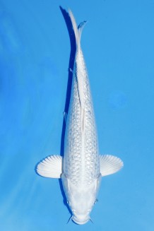 TATEGOI GINRIN PLATINUM Koi kaufen im Koishop