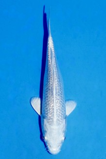 TATEGOI GINRIN PLATINUM Koi kaufen im Koishop