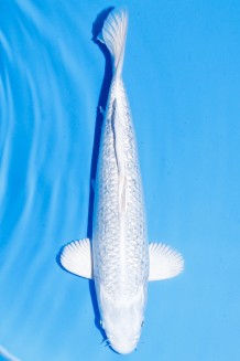 TATEGOI GINRIN PLATINUM Koi kaufen im Koishop