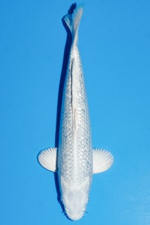 TATEGOI GINRIN PLATINUM Koi kaufen im Koishop