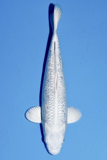 TATEGOI GINRIN PLATINUM Koi kaufen im Koishop