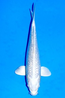 TATEGOI GINRIN PLATINUM Koi kaufen im Koishop