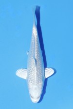 TATEGOI GINRIN PLATINUM