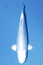 TATEGOI GINRIN PLATINUM OGON