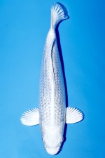 TATEGOI GINRIN PLATINUM WEIBLICH +31CM