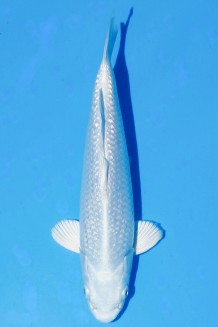 TATEGOI GINRIN PLATINUM WEIBLICH Koi kaufen im Koishop