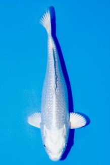 TATEGOI GINRIN PLATINUM WEIBLICH Koi kaufen im Koishop