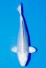 TATEGOI GINRIN PLATINUM WEIBLICH