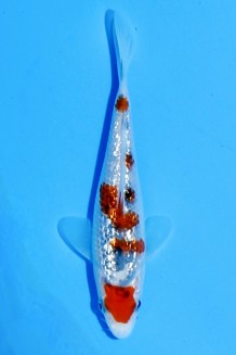 TATEGOI GINRIN SANKE Koi kaufen im Koishop