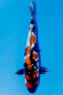 TATEGOI GINRIN SHOWA WEIBLICH +42CM Koi kaufen im Koishop