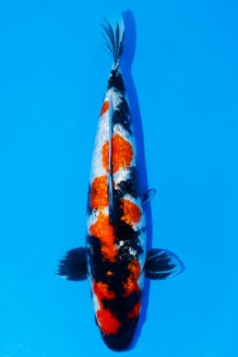 TATEGOI GINRIN SHOWA WEIBLICH +42CM Koi kaufen im Koishop