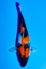 TATEGOI GINRIN SHOWA WEIBLICH