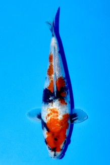 TATEGOI GINRIN SHOWA WEIBLICH Koi kaufen im Koishop