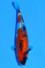 TATEGOI GINRIN SHOWA WEIBLICH