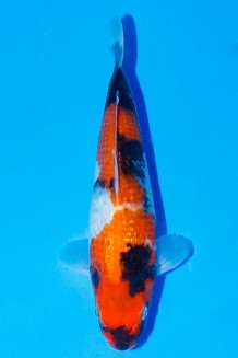 TATEGOI GINRIN SHOWA WEIBLICH Koi kaufen im Koishop