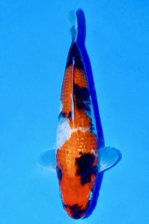 TATEGOI GINRIN SHOWA WEIBLICH Koi kaufen im Koishop