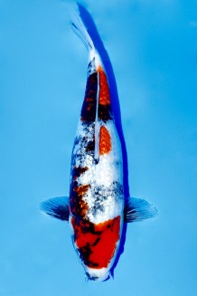 TATEGOI GINRIN SHOWA WEIBLICH Koi kaufen im Koishop