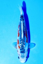 TATEGOI GINRIN SHUSUI WEIBLICH