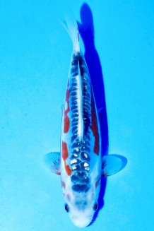 TATEGOI GINRIN SHUSUI WEIBLICH Koi kaufen im Koishop