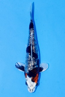 TATEGOI GINRIN SUMI SAKURA Koi kaufen im Koishop