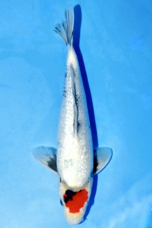 TATEGOI GINRIN TANCHO SHOWA Koi kaufen im Koishop