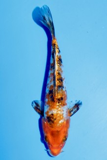 TATEGOI GINRIN YAMATO NISHIKIGOII Koi kaufen im Koishop