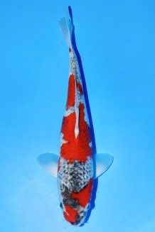 TATEGOI GOSHIKI +38CM Koi kaufen im Koishop